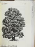 The Celtic Tree Calendar