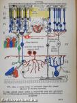 Functionalis anatomia 3.