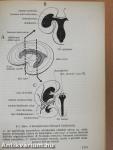 Functionalis anatomia 3.