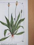 Allergia