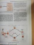 Az immunológia élettani és molekuláris alapjai