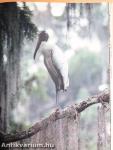 Wild Sanctuaries