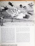 Wild Sanctuaries