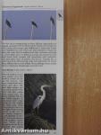 A Photographic Guide to Birds of Borneo