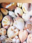 Muscheln und Meeresschnecken