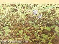 Unkrautgemeinschaften Europas