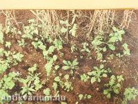 Unkrautgemeinschaften Europas