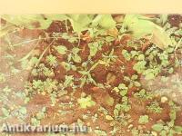 Unkrautgemeinschaften Europas