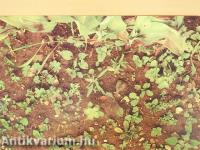 Unkrautgemeinschaften Europas