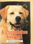 A csodálatos kutyák!