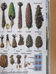 Collins Guide to Animal Tracks and Signs