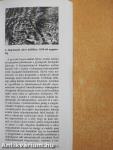 Salgótarjáni új almanach