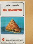 Élő kövületek