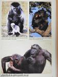Field Guide to the Larger Mammals of Africa