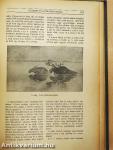 Természettudományi Közlöny 1922. január-deczember/Pótfüzetek a Természettudományi Közlönyhöz 1922. január-deczember