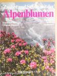 Zauber und Schönheit der Alpenblumen