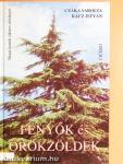Fenyők és örökzöldek