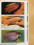 Dr. Axelrod's Mini-Atlas of Freshwater Aquarium Fishes