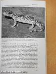 Lizards of the World