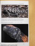 Lizards of the World