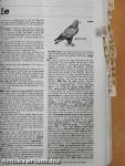 Oxford Advanced Learner's Dictionary of Current English