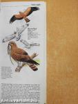 The Mitchell Beazley Pocket Guide to Birds of Prey of the World