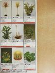 Potplanten/Pot Plants/Topfpflanzen/Plantes en pot/Piante da vaso/Planta en particular 1991/92