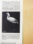 A Guide to Birdwatching in Hungary