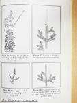 Pruning Techniques
