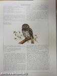 Owls of the World