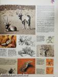 Grosser Atlas des Tierlebens