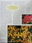 Flora's Orchids