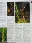 Flora's Orchids