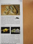 A Photographic Guide to Snakes & Other Reptiles of Australia