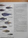 Aquarium Fish of the World