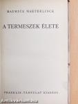 A termeszek élete