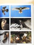 Encyclopedia of North American Birds