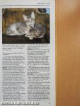 The Practical Guide to Cat and Kitten Care