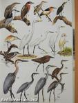 A Field Guide to the Birds of East Africa