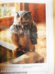 Understanding OWLS