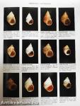 Compendium of Seashells