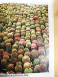 Cacti & Succulents