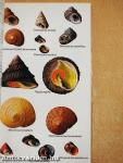 The Hamlyn Guide to Shells of the World