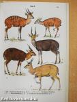 A Field Guide to the Mammals of Africa