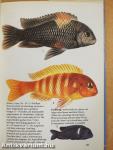 Aquarienfische