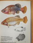 Aquarienfische