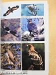 Field Guide to the Birds of Southern Africa