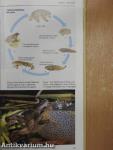 A Petkeeper's Guide to Reptiles & Amphibians