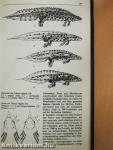 Lurche und Kriechtiere Europas