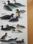 Field Guide to the Birds of North America